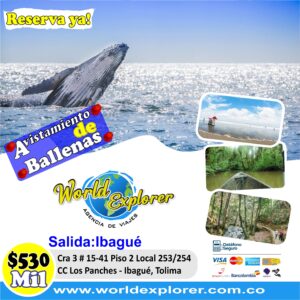 Avistamiento de Ballenas